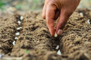 Memulai Kebun Sayuran Menurut Sains