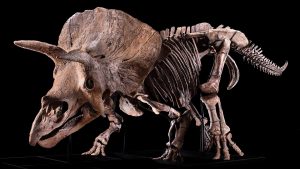 Sebuah Lubang di Triceratops Bernama Big John